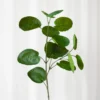 Aralia blad - grøn