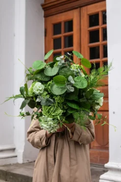 Aralia blad - grøn