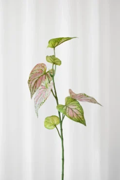 Caladium blad - grøn/rosa