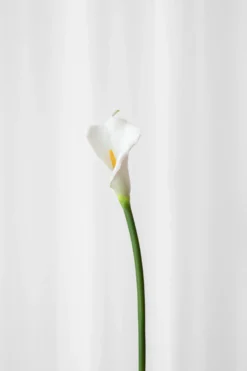 Calla lilje - hvid