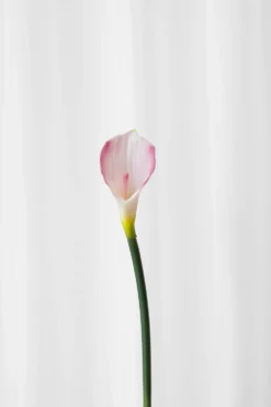 Calla lilje - rosa