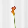 Calla lilje - sunset
