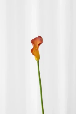 Calla lilje - sunset