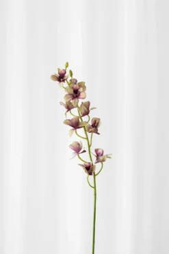 Cymbidium orkide - grøn/lilla