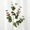 Eukalyptus - green/red