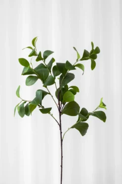 Ficus blad