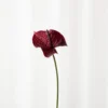 Flamingoblomst - Burgundy