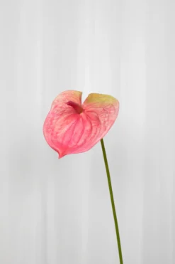 Flamingoblomst Kunstig Blomst - Rose