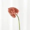 Flamingoblomst - Lille | Rosa