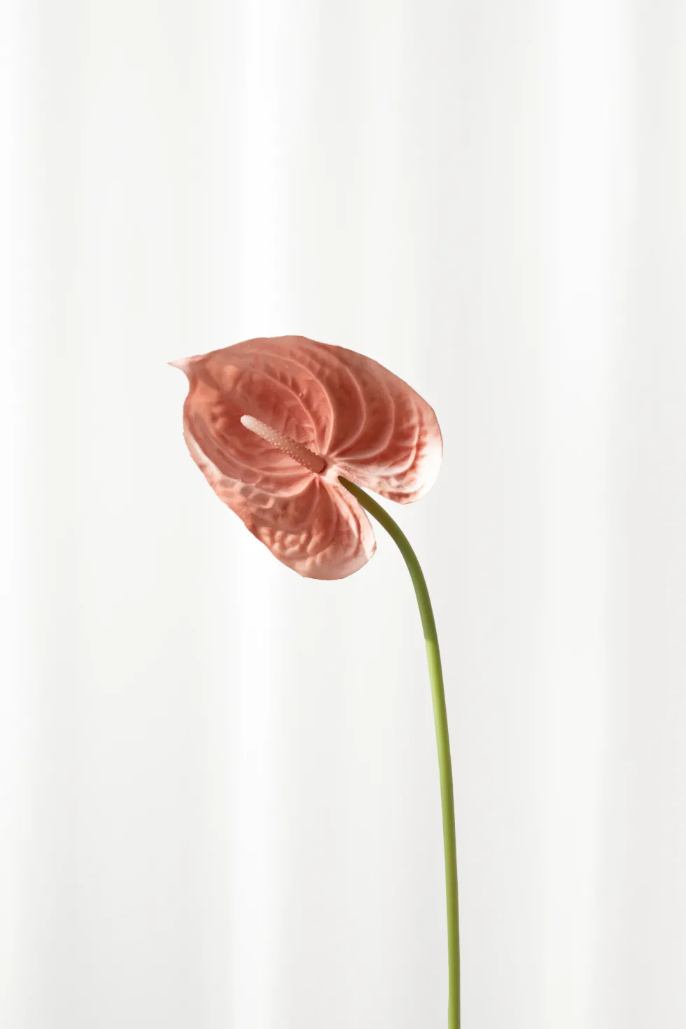 Flamingoblomst - Lille | Rosa