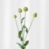 Gren med knop - grøn