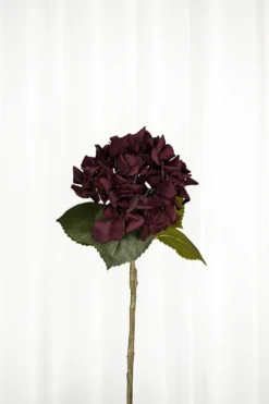 Hortensia - burgundy