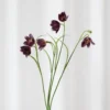 Klokkeblomst - mørkelilla
