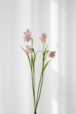 Klokkeblomst - rose