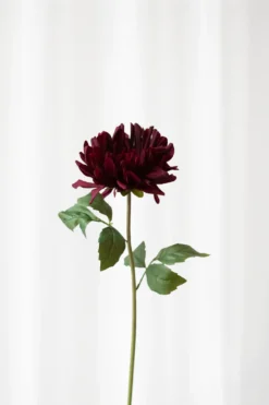 Krysantemum no. 1 - burgundy