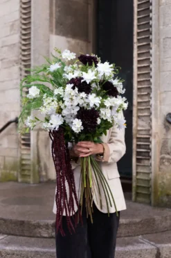 Krysantemum no. 2 - burgundy