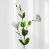 Lisianthus - hvid