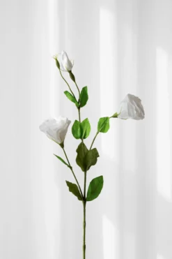 Lisianthus - hvid