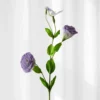 Lisianthus - lilla