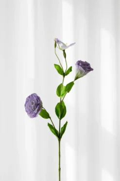 Lisianthus - lilla