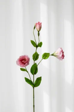 Lisianthus - pink