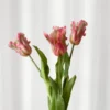 Papegøjetulipan bundt - pink