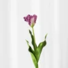 Papegøjetulipan stilk - lilla