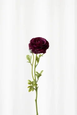 Ranunkel - burgundy
