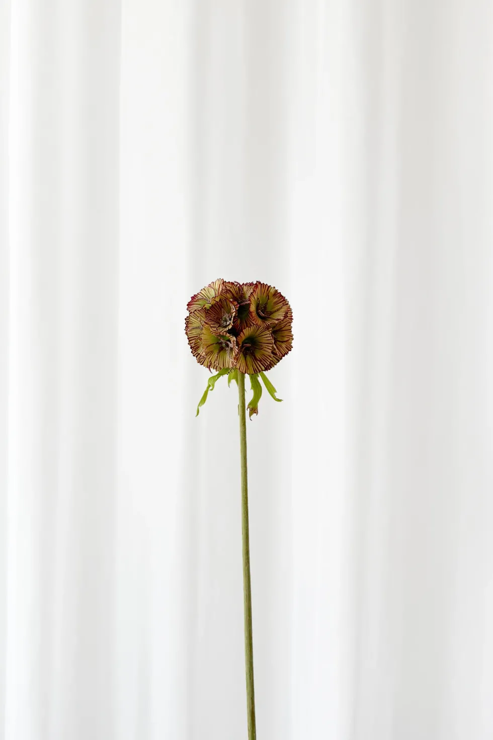 Skabiose Kunstig Blomst - Rød | Ét hoved